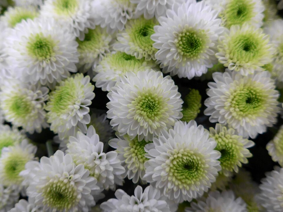 Green flowers floristry
