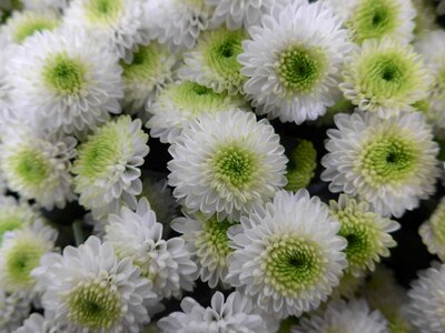 Green flowers floristry photo