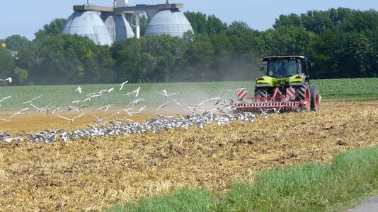 Nature harvested gulls