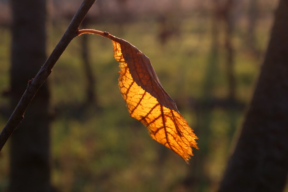 Wet leaves after the rain in the autumn