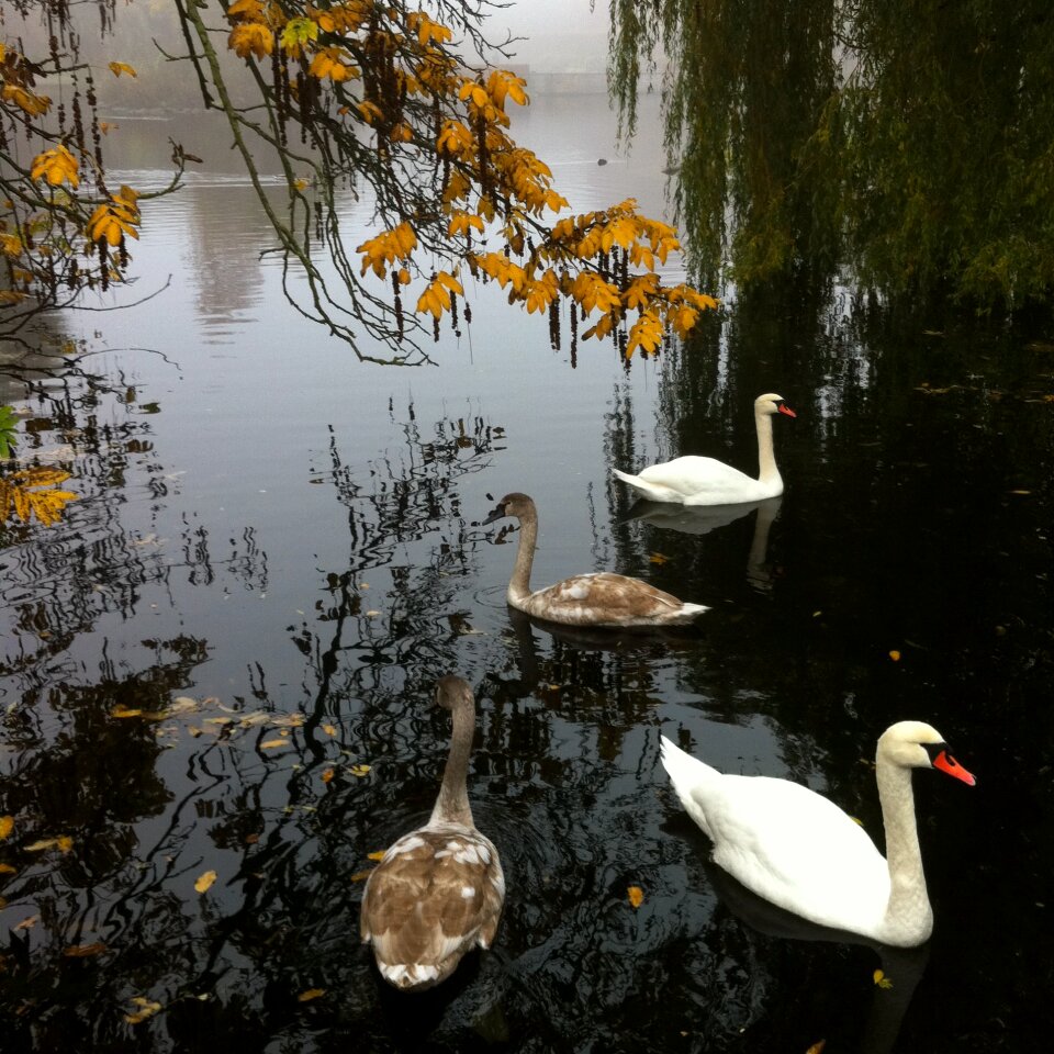 Swans park autumn