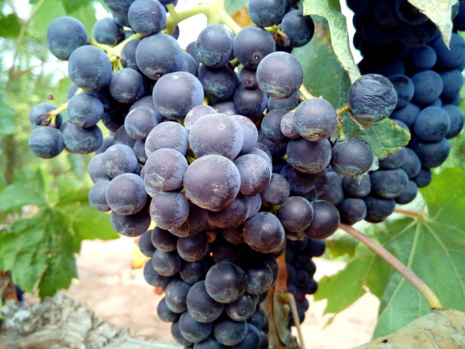 Vineyard vineyards field