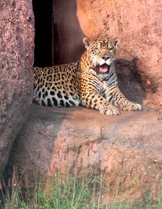 Cat jungle india photo