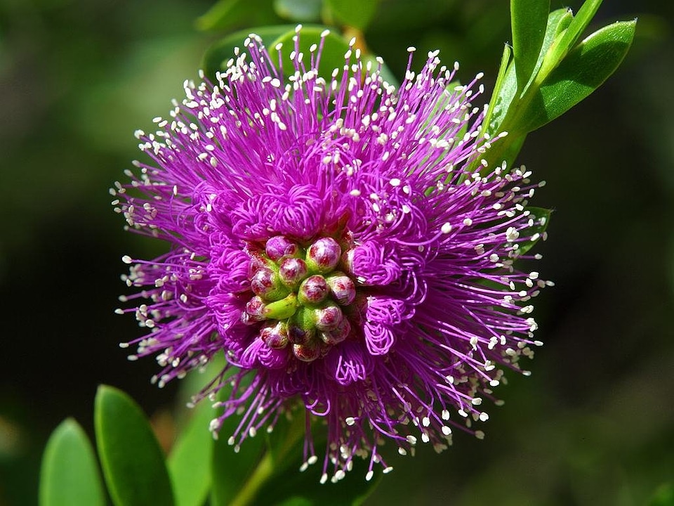 Beautiful color bloom photo