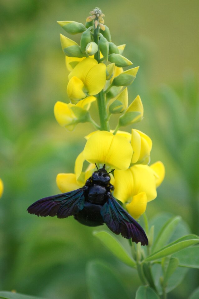 Insect nature honey bee photo