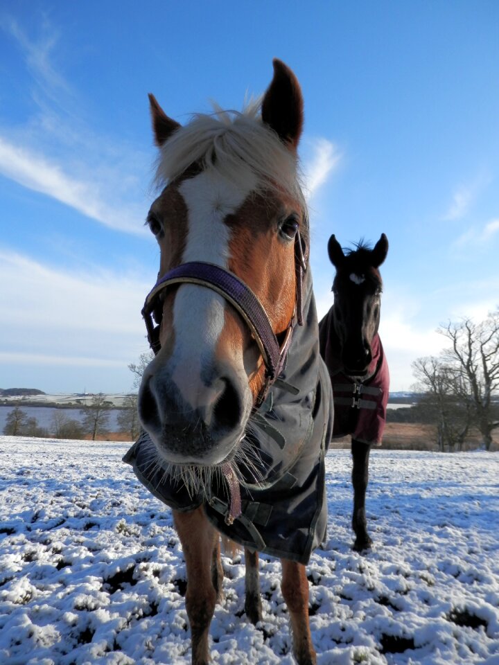 Animal winter