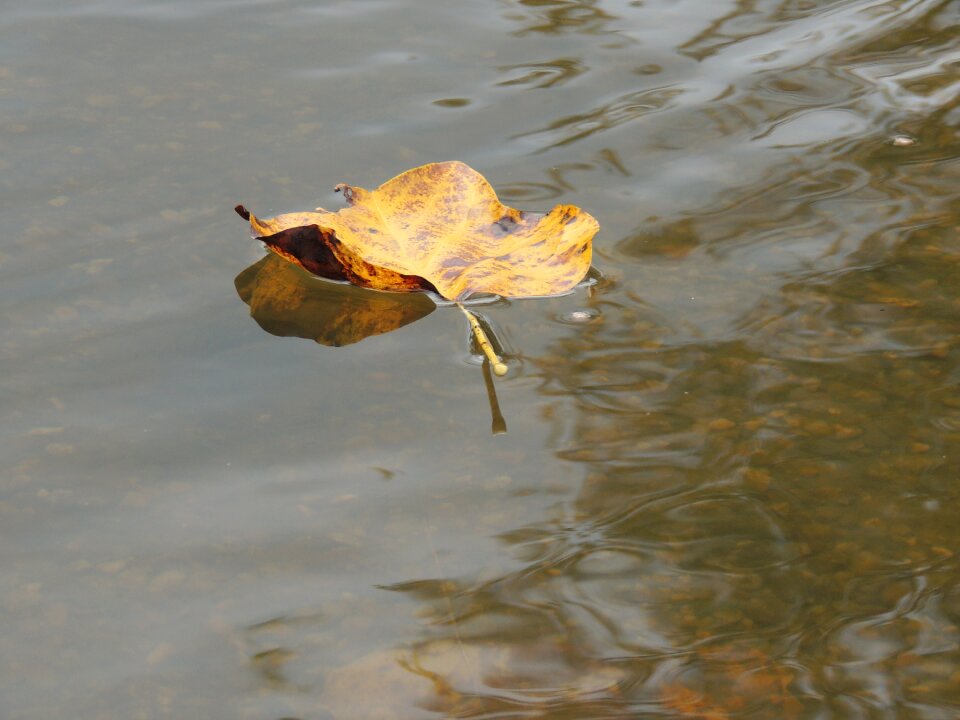 Fall floating