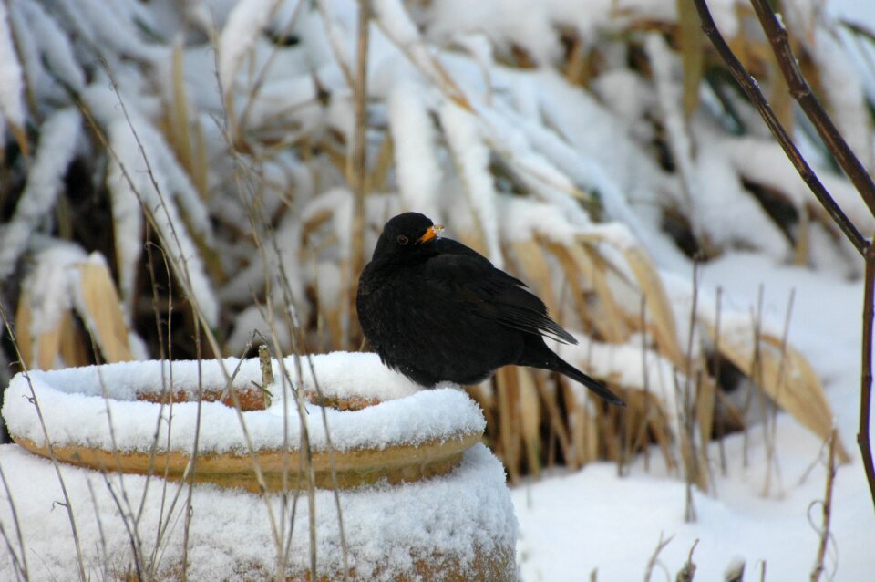 Nature winter cold