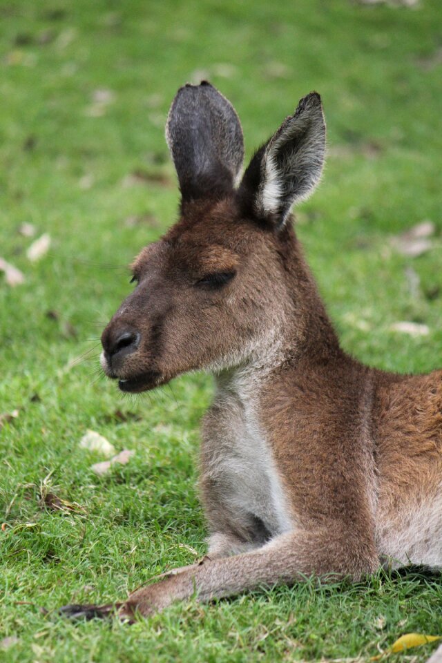 Marsupial wildlife animal