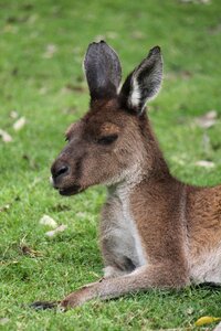 Marsupial wildlife animal