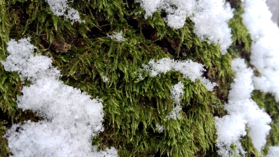 Poland rumia moss