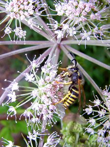 Bee macro nature