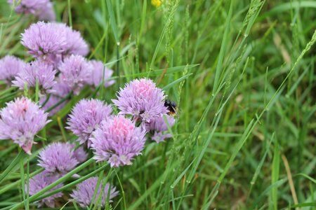 Onion plant nature