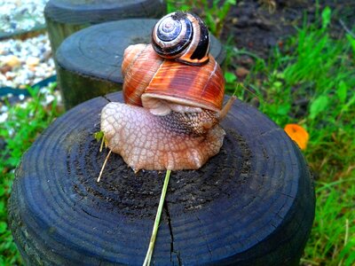 Garden seashell interesting