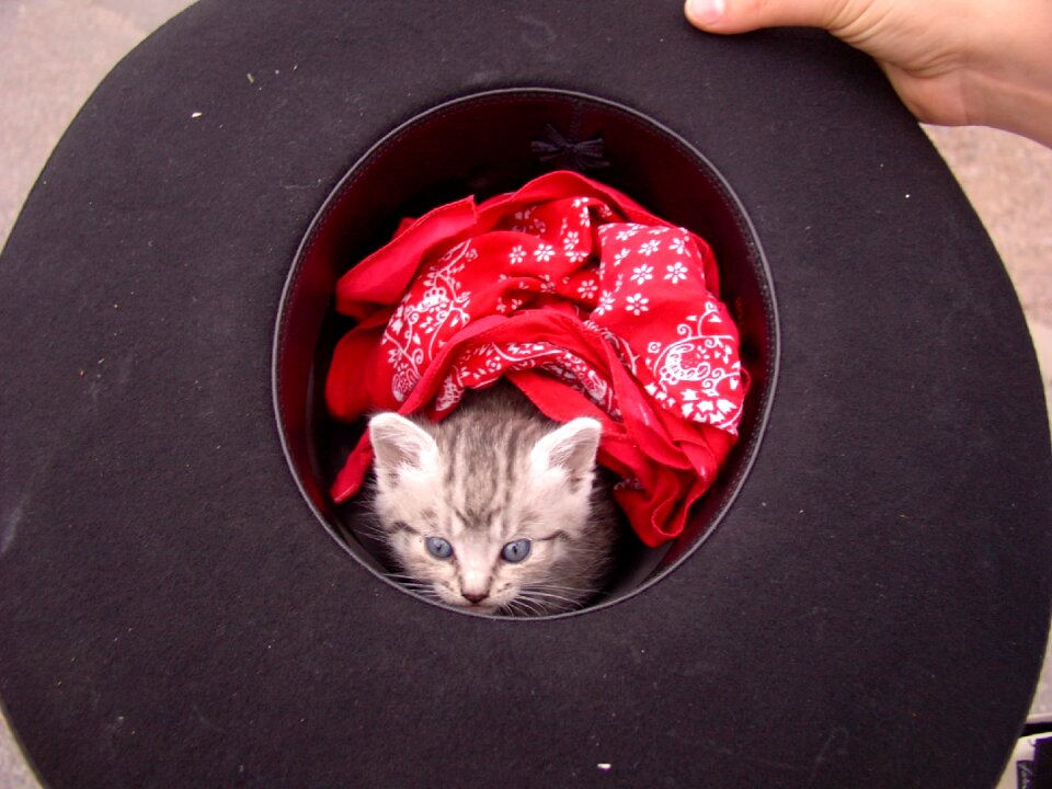Cat kitten zimmermann