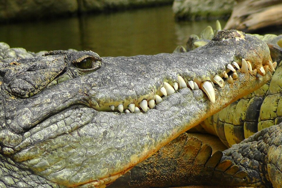 Panzer reptile lizard