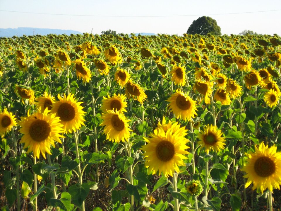 Flower nature yellow