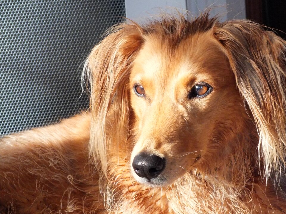 Crossbreed saluki