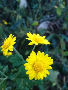 Yellow flower flower daisy photo