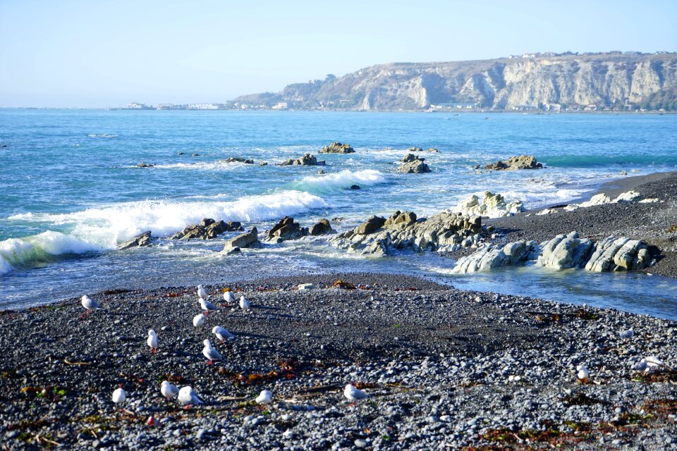 Seagull new zealand beach