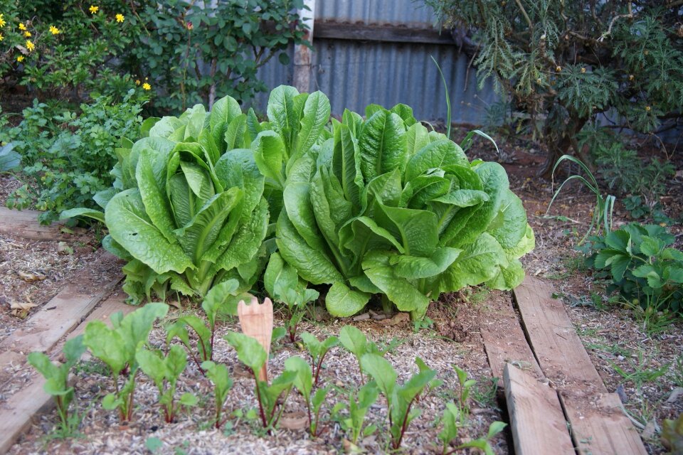 Vegetable garden beetroot