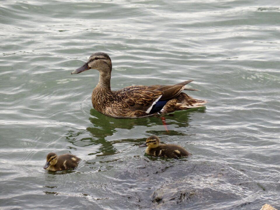 Ducklings river rhine