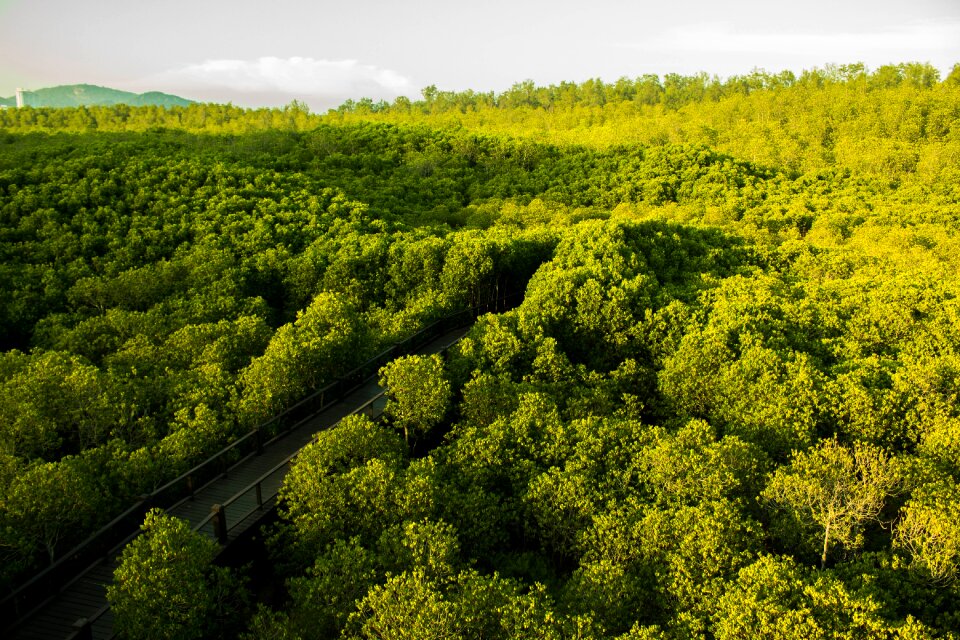 Hua hin nature