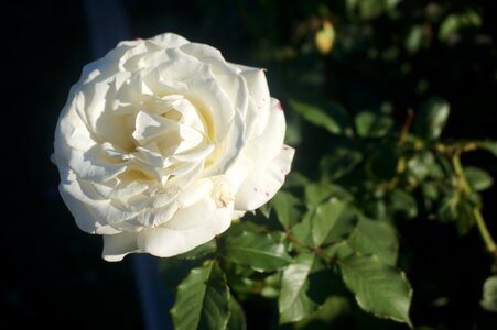 Rose white sunshine photo