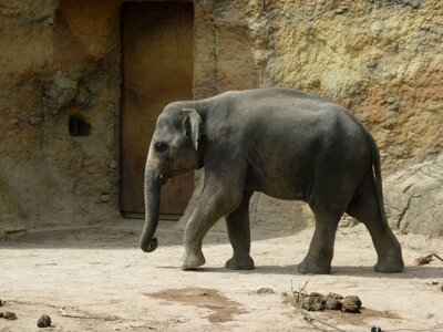 Animals zoo animals heidelberg