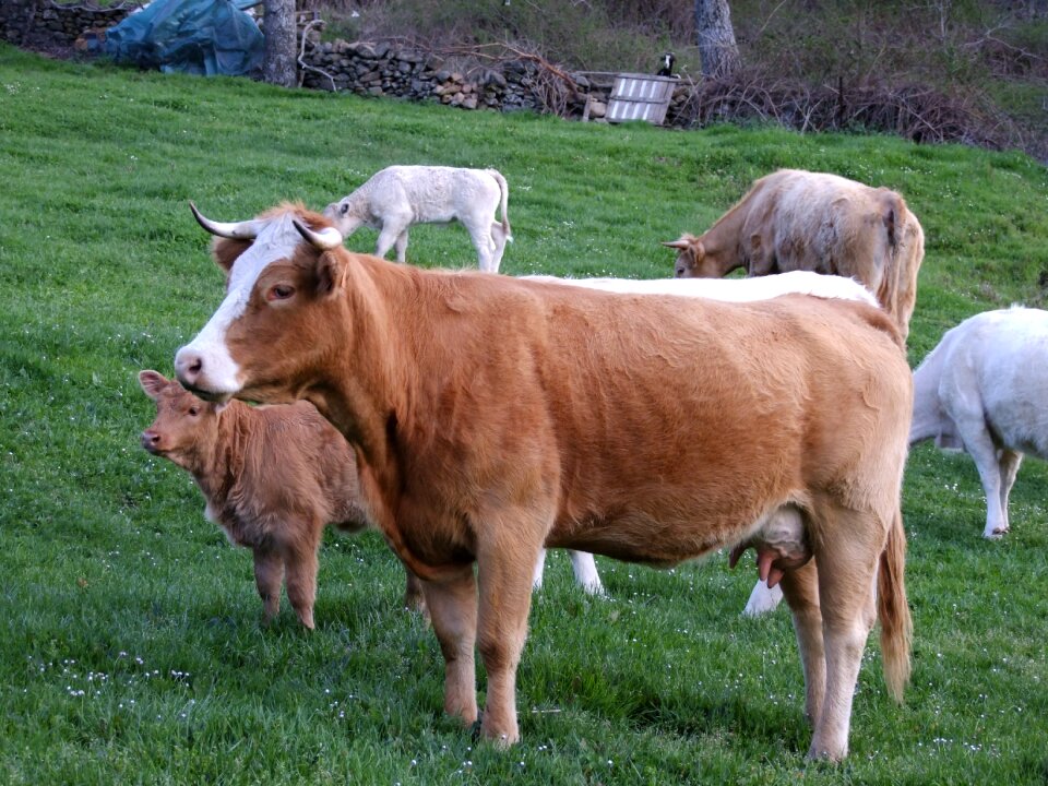 Animals prairie horns