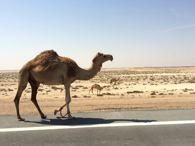 Arab mammal summer photo