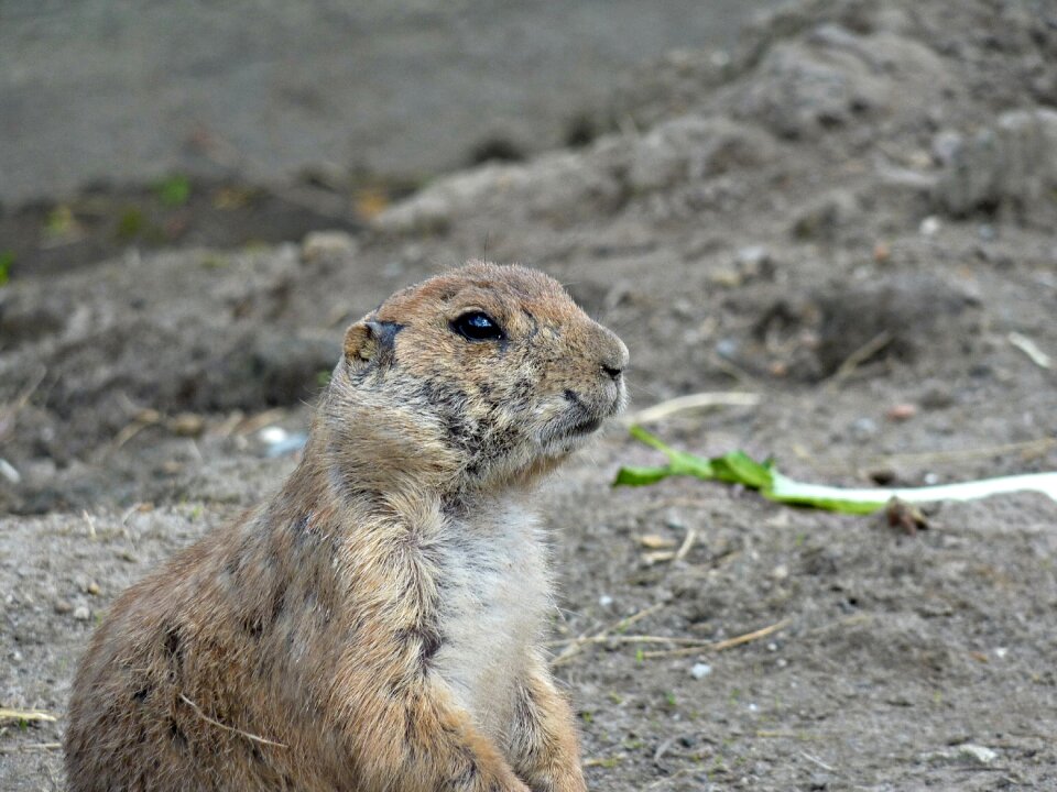 Animal world mammal artis