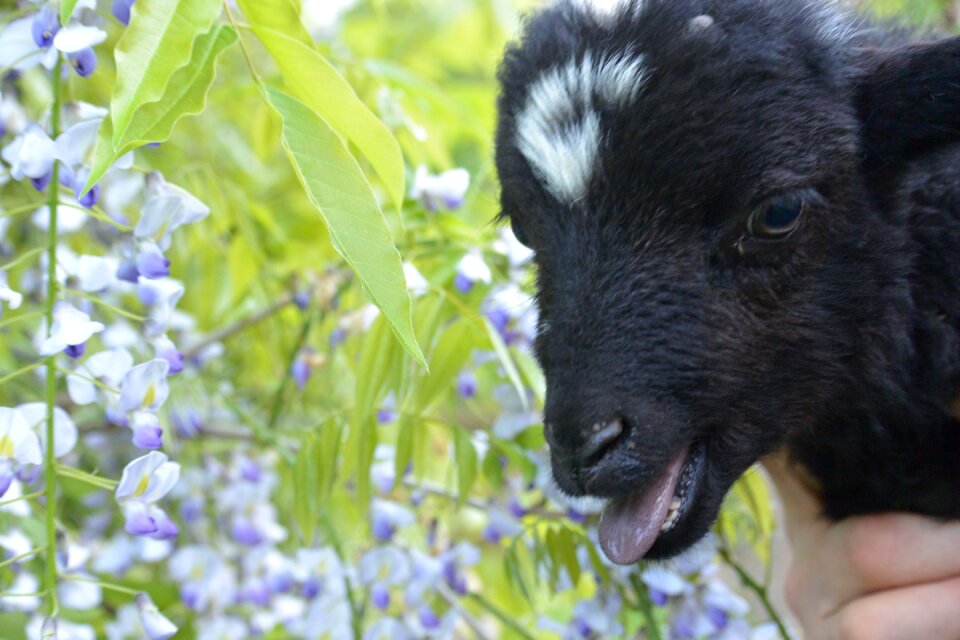 Calling bleating baby