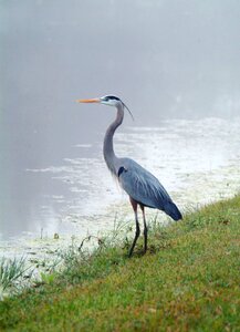 Bird wildlife photo