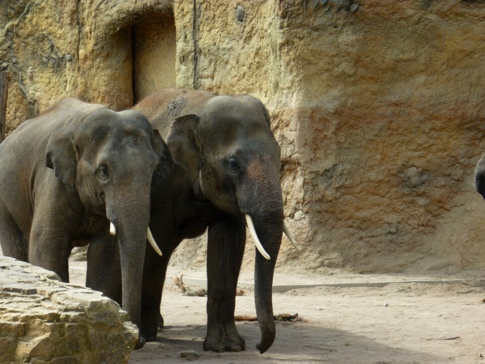 Animals zoo animals heidelberg