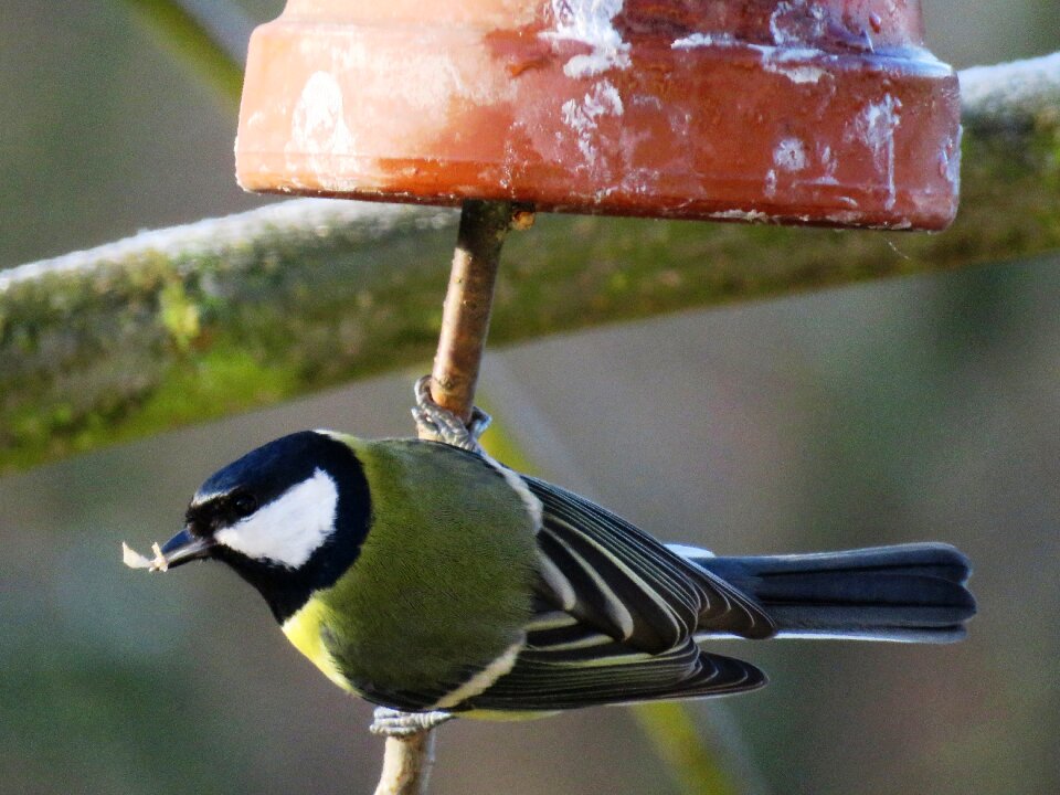 Nature foraging food