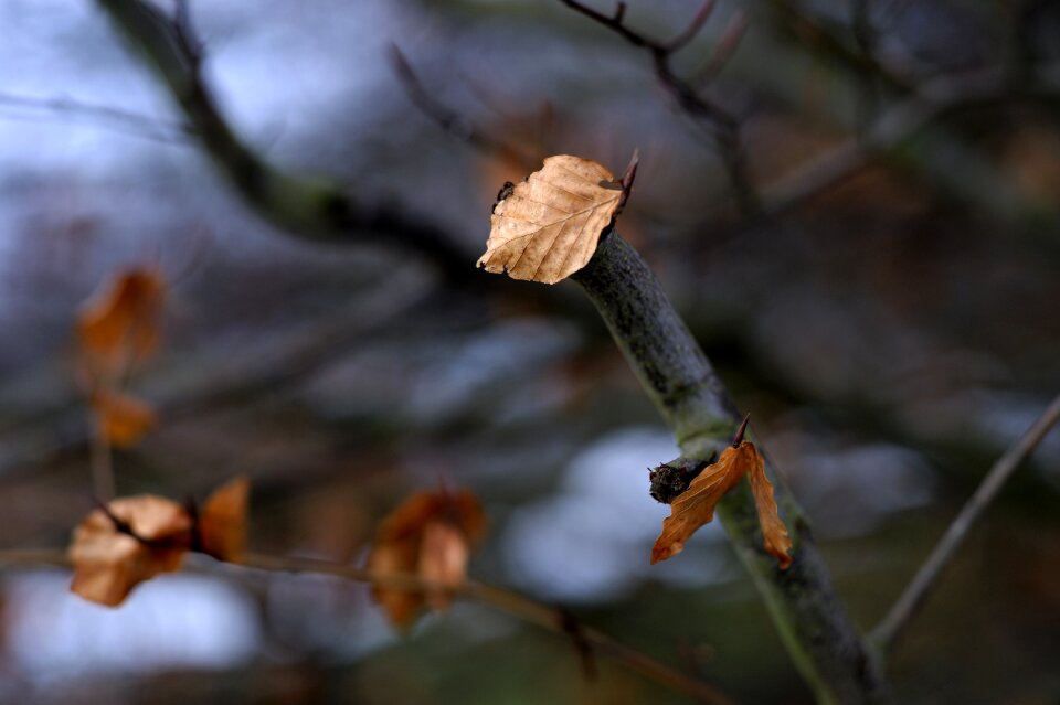Leaves natural background