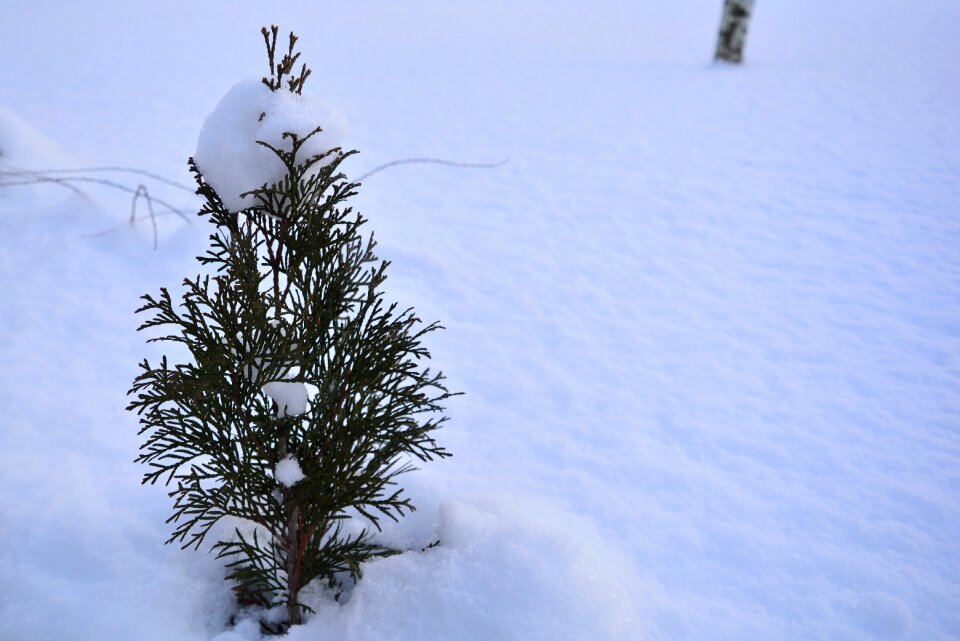 Winter shrubs frost living nature