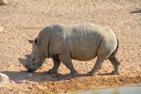 Zoo rhinoceros rhino