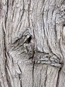 Forest trunk wood photo