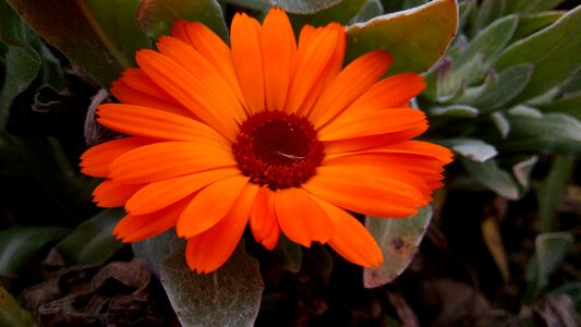 Plant calendula garden