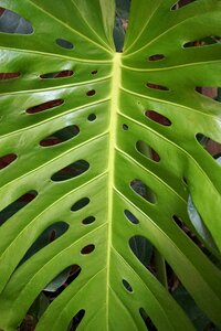 Plant green leaf leaves