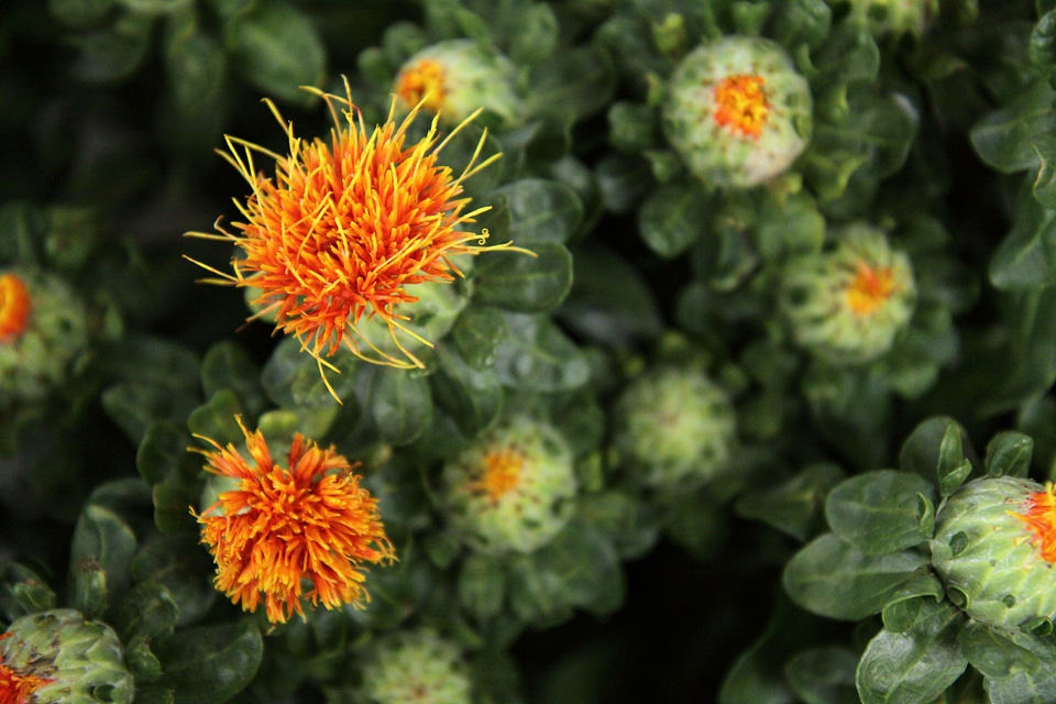 Green blossom bloom