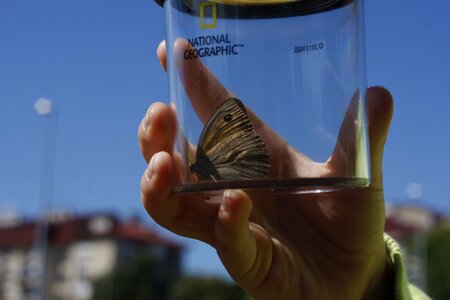 Young environment insect