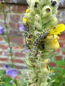 Insect nature yellow