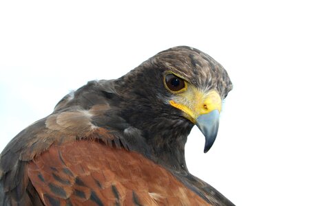 Bird of prey common buzzard nature photo