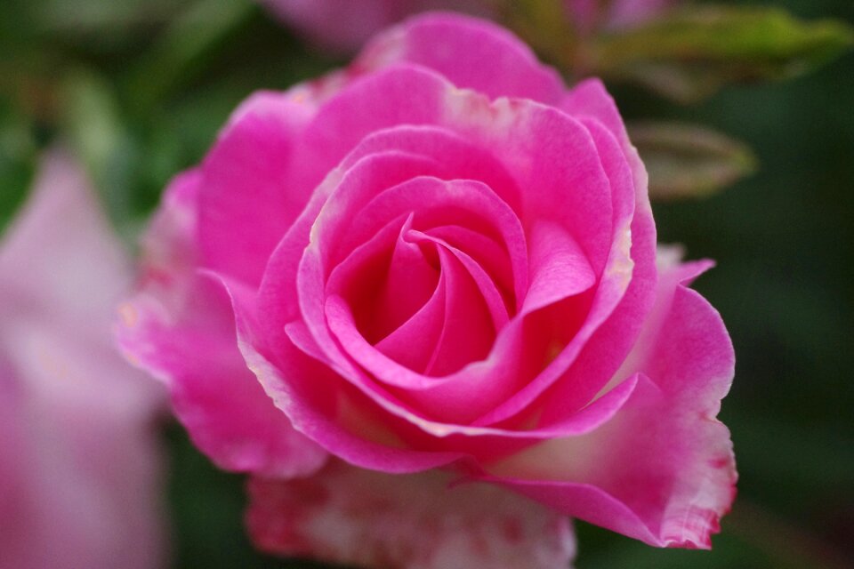 Pink garden pink roses