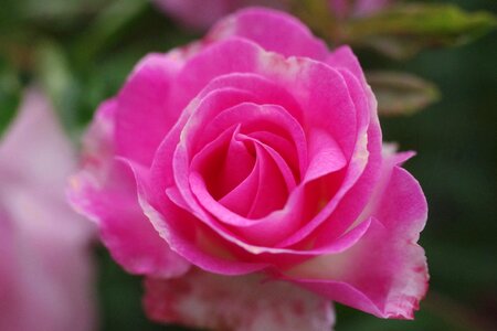 Pink garden pink roses