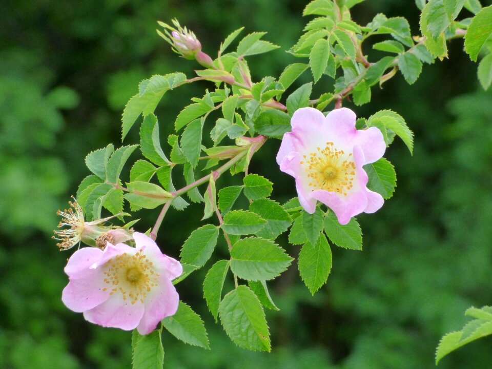 Wild flowers blooming
