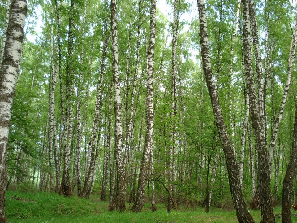 Summer nature trees